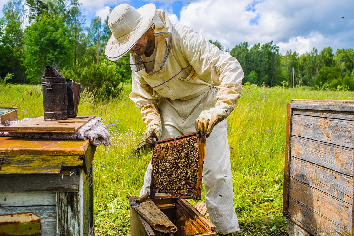 Image result for beekeeping