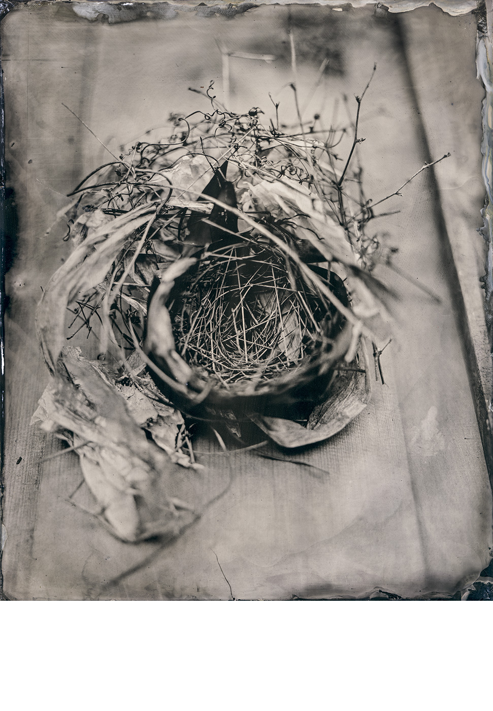 Bird Nest – Louisiana