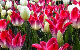 Robert Richardson, "Field of Tulips"